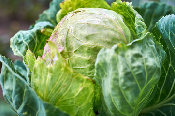 Fototapeta premium Young green cabbage on a bed