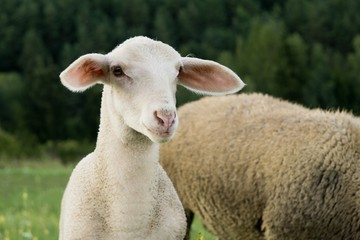 Naklejka premium Lamb and sheep on meadow. Slovakia