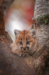 Female Cougar Kitten (Puma concolor) Alert in Tree