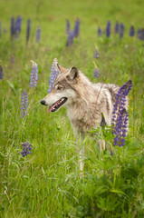 Fototapeta premium Grey Wolf (Canis lupus) Pants