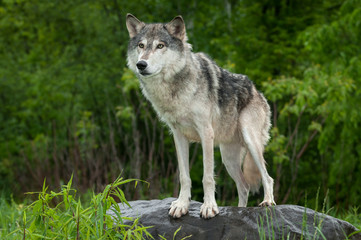 Fototapeta na wymiar Grey Wolf (Canis lupus) Stands on Rock