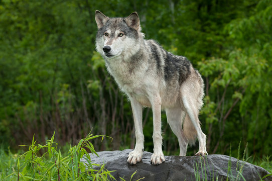 Grey Wolf (Canis lupus) Stands on Rock © hkuchera
