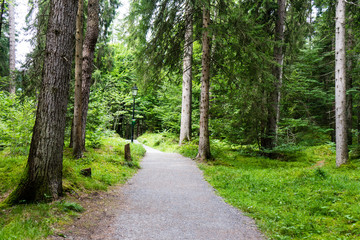 Hiking path through the forest