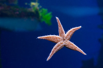 Fototapeta na wymiar Starfish, seaquarium