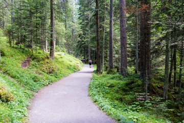 Fototapeta na wymiar Hiking path through the forest
