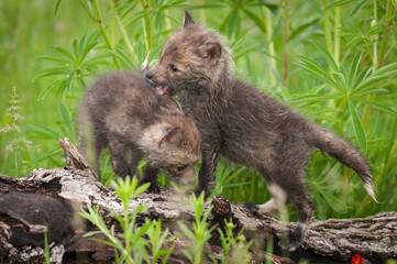Two Red Fox (Vulpes vulpes) Kits Walk About on Log