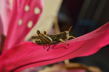 grasshopper in red leaf