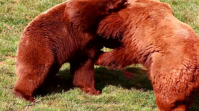 Bears fighting in nature reserve