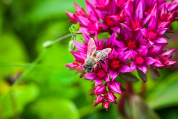 Bee on red summer flower, natural photo