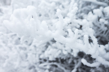 Bush branches covered with show and frost