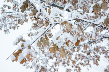 Oak tree branches covered with show