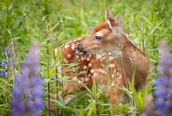 White-Tailed Deer Fawn (Odocoileus virginianus) in Lupin