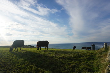 Obraz premium Cows in pasture by the coast of Atlantic Ocean, Ireland