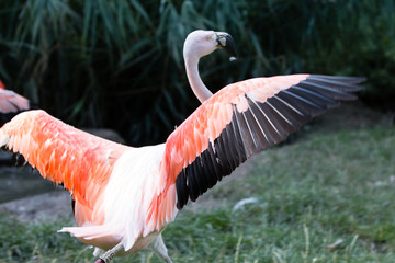 Flamingo
