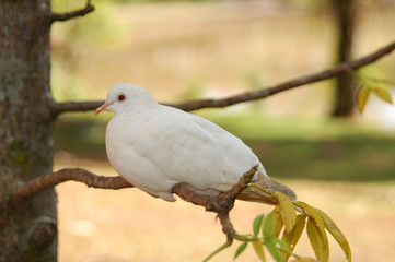 little white dove on a tree branch against light blurred background