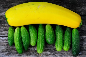 A large yellow zucchini and a row of green fresh cucumbers on old boards. Harvest time.