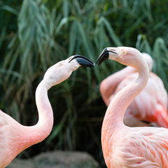 Fototapeta premium Flamingo