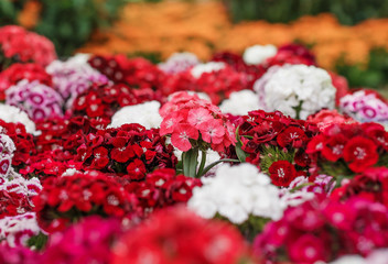 a bunch of Sweet William (Dianthus barbatus) flowers, red, pink and white colors, close up
