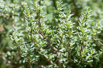 Fresh thyme growing in the garden, selective focus - obrazy, fototapety, plakaty