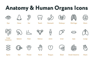 Anatomy Human Body Internal Organs Biology Minimal Flat Line Stroke Icon Set. Stomach, kidneys, rib cage, brain, intestine, spleen, uterus, liver, lungs, spine, throat, heart. 