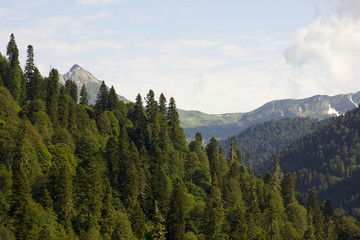 Nature in the mountains of Abkhazia