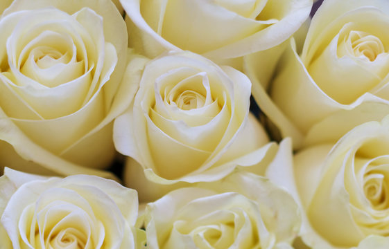 Background image of white roses