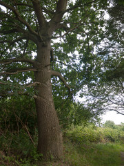 Fototapeta premium british tree up close in countryside on a summer's day