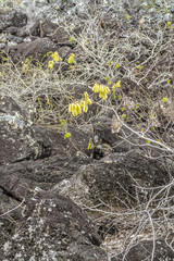 Obraz premium Volcano Rocks Background