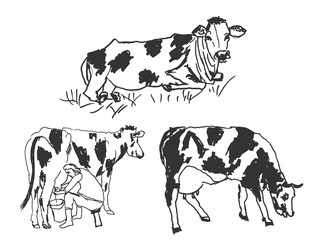 cow set illustration