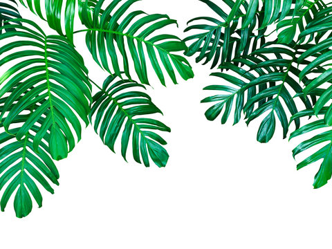 Fototapeta Green leaves of native Monstera philodendron the tropical forest plant, evergreen vine isolated on white background, clipping path included.