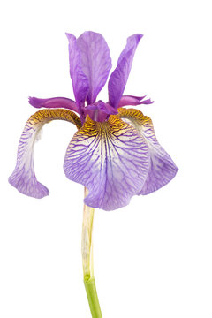 Close up of beardless Siberian Iris isolated on white