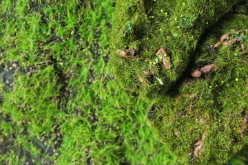 Stone and green moss as background