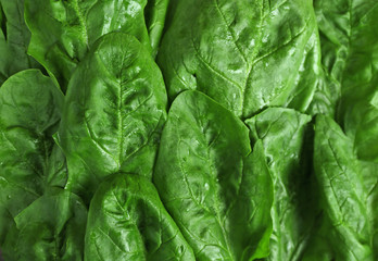 Green leaves of spinach as background