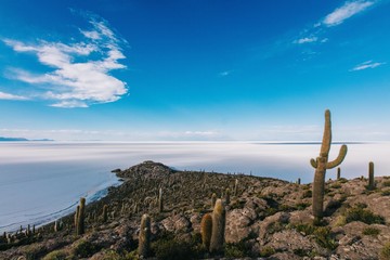 Cactuses in Uyuni salt flats