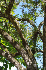 little word in the tree