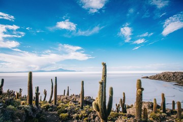 Cactuses in Uyuni salt flats