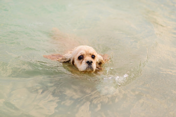 Light dog breed cocker spaniel swims in the water