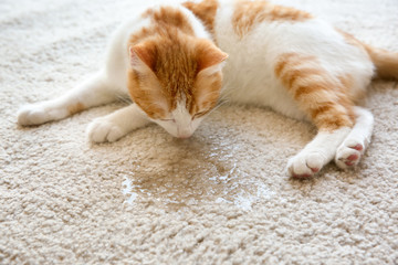 Obraz premium Ładny kot leżący na dywanie w pobliżu mokrego miejsca