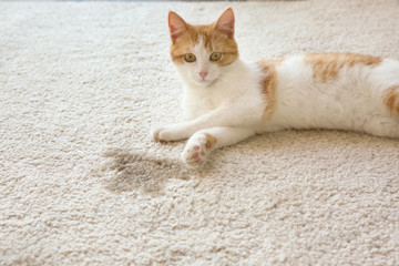 Obraz premium Ładny kot leżący na dywanie w pobliżu mokrego miejsca