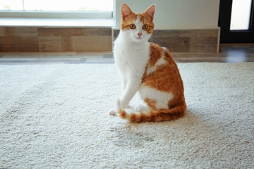 Cute cat sitting on carpet near wet spot