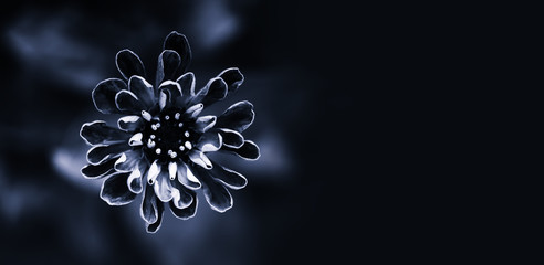 Stylish black white flower Zinnia photography. Elegant shape petals plant on abstract dark...