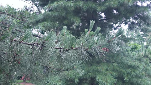 Rain shower falls on the branches of the pine tree
