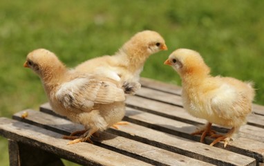 little chickens on chair 