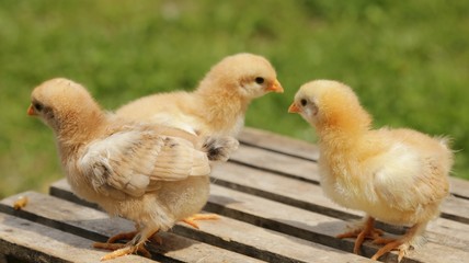 little chickens on chair 