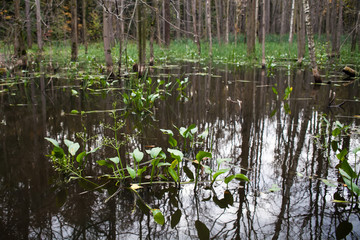 Obraz premium Forest swamp landscape with water plants, reflections.