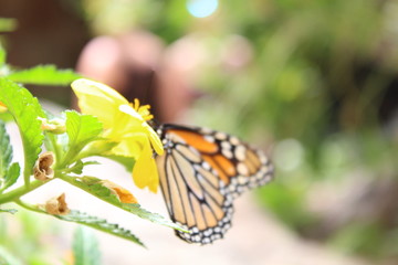 Schmetterling