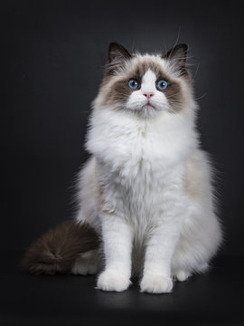 Young adult Ragdoll cat sitting frontal on black background