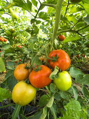 Dojrzewające owoce pomidorów uprawianych ekologicznie - obrazy, fototapety, plakaty