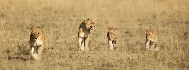 Crédence de cuisine en verre imprimé Lion Quatre lionceaux marchant
