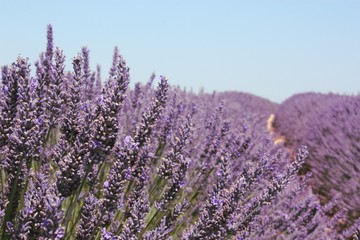 Wunderschöne Lavendellandschaft in Süd-Frankreich